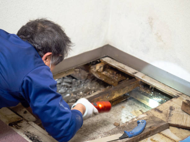 Best Mold Testing and Removal  in Tyler, MN
