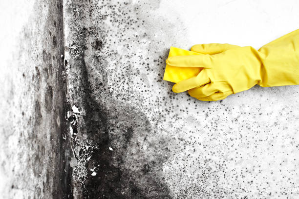 Best Toxic Mold Removal  in Tyler, MN