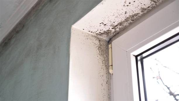 Mold Removal Process in Tyler, MN