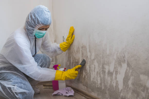 Mold Testing and Removal in Tyler, MN