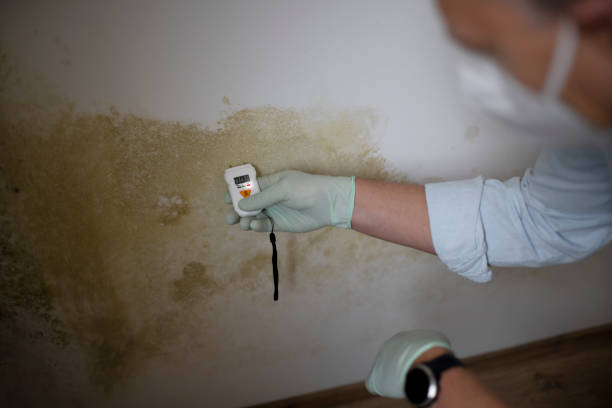 Best Professional Mold Removal  in Tyler, MN